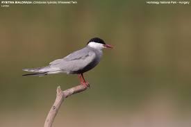 Attēlu rezultāti vaicājumam “Chlidonias hybrida”