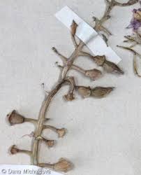 Attēlu rezultāti vaicājumam “Cakile maritima subsp. baltica leaf”