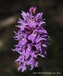 Attēlu rezultāti vaicājumam “Dactylorhiza fuchsii flower”