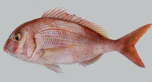 Image result for Pagrus pagrus