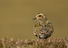 Attēlu rezultāti vaicājumam “Pluvialis apricaria”