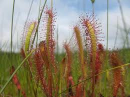 Attēlu rezultāti vaicājumam “Drosera anglica”