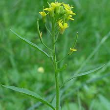 Attēlu rezultāti vaicājumam “Erysimum cheiranthoides fruit”
