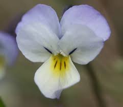 Attēlu rezultāti vaicājumam “Viola tricolor subsp. matutina”