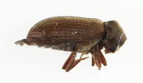 Attēlu rezultāti vaicājumam “Anobium pertinax”