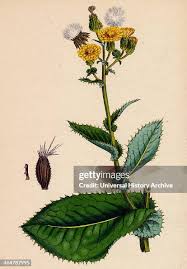 Attēlu rezultāti vaicājumam “Sonchus asper leaf”