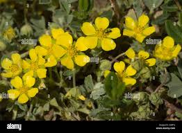 Attēlu rezultāti vaicājumam “Potentilla arenaria flower”