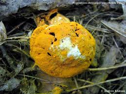 Attēlu rezultāti vaicājumam “Hypomyces chrysospermus”