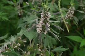 Attēlu rezultāti vaicājumam “Leonurus quinquelobatus flower”