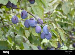 Attēlu rezultāti vaicājumam “Tranzschelia pruni-spinosae”