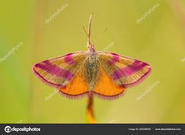 Attēlu rezultāti vaicājumam “Lythria cruentaria”