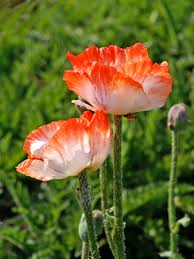 Attēlu rezultāti vaicājumam “Papaver orientale”