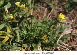 Attēlu rezultāti vaicājumam “Diplotaxis muralis”