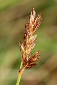 Attēlu rezultāti vaicājumam “Blysmus compressus”