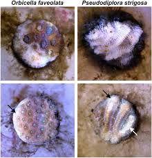 Attēlu rezultāti vaicājumam “Scardia boletella exuvia”