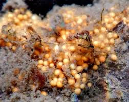 Attēlu rezultāti vaicājumam “Spongilla lacustris”