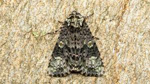 Attēlu rezultāti vaicājumam “Craniophora ligustri”