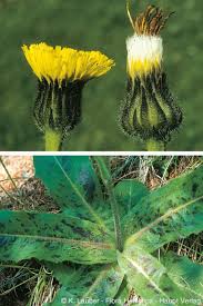 Attēlu rezultāti vaicājumam “Hypochaeris maculata flower”