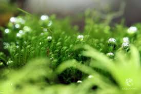 Attēlu rezultāti vaicājumam “Fissidens arnoldii macro”