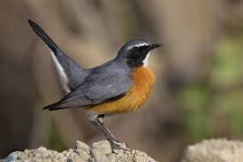 Image result for Irania gutturalis