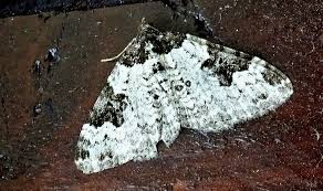 Attēlu rezultāti vaicājumam “Ligdia adustata”