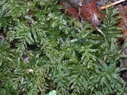 Attēlu rezultāti vaicājumam “Plagiomnium undulatum sporophyte”