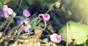 Attēlu rezultāti vaicājumam “Hepatica nobilis bud”