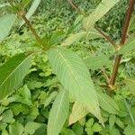 Attēlu rezultāti vaicājumam “Impatiens glandulifera leaf”