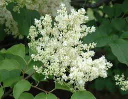 Attēlu rezultāti vaicājumam “Syringa reticulata subsp. amurensis flower”