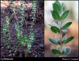Attēlu rezultāti vaicājumam “Lythraceae”