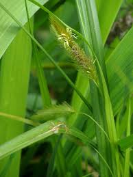 Attēlu rezultāti vaicājumam “Carex pseudocyperus”