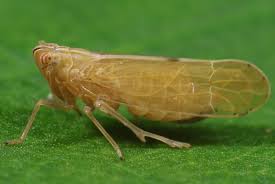 Attēlu rezultāti vaicājumam “Javesella pellucida female”