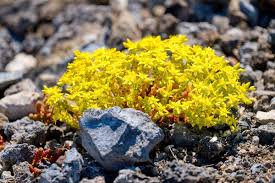 Attēlu rezultāti vaicājumam “Sedum acre flower”