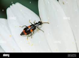 Attēlu rezultāti vaicājumam “Anthocomus fasciatus”