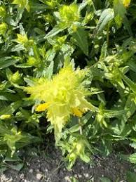 Attēlu rezultāti vaicājumam “Rhinanthus serotinus”