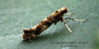 Attēlu rezultāti vaicājumam “Gracillaria syringella”