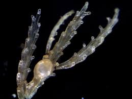 Attēlu rezultāti vaicājumam “Bryozoa”