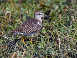 Attēlu rezultāti vaicājumam “Tringa glareola adult”