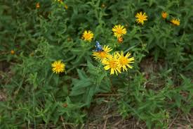 Attēlu rezultāti vaicājumam “Inula salicina leaf”