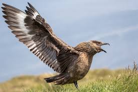 Image result for Stercorarius skua
