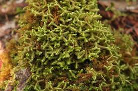 Attēlu rezultāti vaicājumam “Bazzania trilobata”