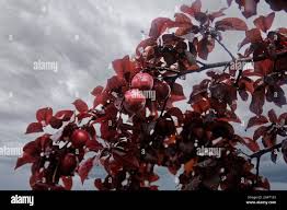 Attēlu rezultāti vaicājumam “Prunus (plum-tree) fruit”