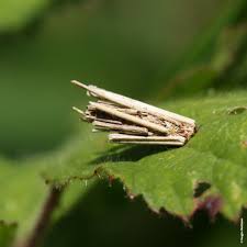 Attēlu rezultāti vaicājumam “Psyche casta larva”
