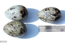 Attēlu rezultāti vaicājumam “Larus ridibundus eggs”