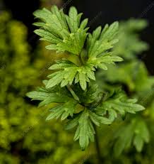 Attēlu rezultāti vaicājumam “Ranunculus repens leaf”
