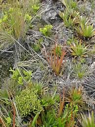 Attēlu rezultāti vaicājumam “Pohlia elongata”