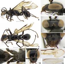 Attēlu rezultāti vaicājumam “Dipogon sp.”