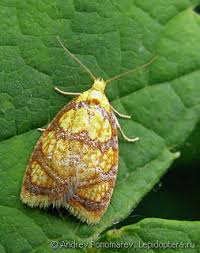 Attēlu rezultāti vaicājumam “Acleris bergmanniana”