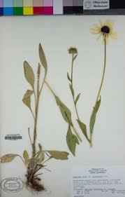 Attēlu rezultāti vaicājumam “Rudbeckia hirta var. pulcherrima flower”