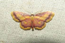 Attēlu rezultāti vaicājumam “Idaea muricata”